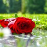 róża na pogrzeb